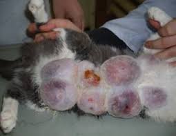 The first sign of mammary cancer in cats is lumps or nodules in the breast tissue. Breast Cancer Symptoms In Cats