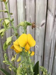 Image result for Crotalaria podocarpa