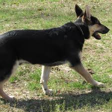 Healthy, purebred german shepherd puppies directly from ethical breeders. Available Puppies Gunther White German Shepherds