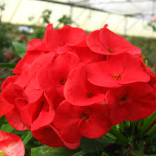 Image result for Euphorbia glanduligera