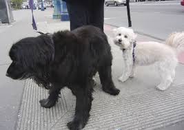 Black And White Spaniel Mix Cimg2790 The Dogs Of San Francisco Labrador Retriever Cocker Spaniel Mix Labrador Retriever Mix