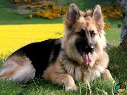 Don't forget to gift aid your donation if you are a uk tax payer. German Shepherd Dog Breed Ukpets