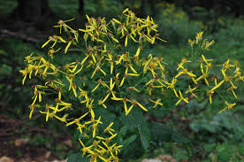 Image result for Senecio ruwenzoriensis