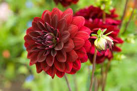 Dahlia Arabian Night