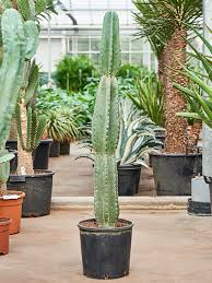 Image result for Cereus jamacaru