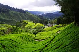 Not only tea lovers are delighted, also. Tea Farm Cameron Highland Sirb Travel Tours