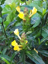 Image result for Barleria holubii