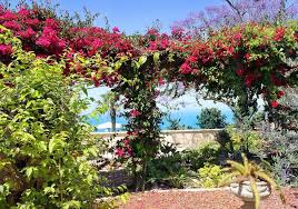 RÃ©sultat de recherche d'images pour "photos fleurs de bougainvilliers"