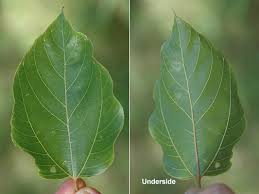 Image result for Hovenia dulcis