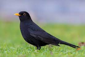 6 фраз в 3 тематиках. Amsel Steckbrief Gesang Bilder Vogel In Deutschland