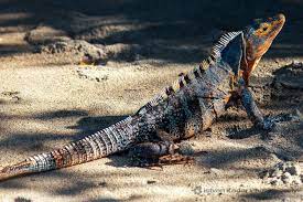 Black Spiny Tailed Iguana Iguana Pet Animal Photography Iguana