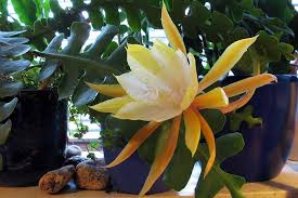 Image result for Epiphyllum
