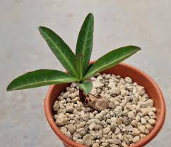 Image result for Monadenium rugosum