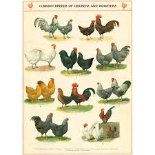Logical Rooster Identification Chart Poultry Breeds Chart