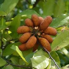 Image result for Uvaria tanzaniae