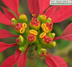 Image result for Euphorbia pulcherrima