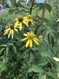 Image result for Rudbeckia laciniata