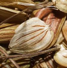 Image result for Coronopus integrifolius