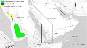 Image result for Meiosperma debile