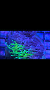 Not many like this available , Some have only seen videos and pictures of  this rarity , Naturally Grafted Torch , Coming in hot this year, Join our  Livestreams and private page for exclusive updates · ...