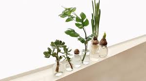 Remeber that succulents store water in their leaves for extended dry periods that may happen. 3 Easy Ways To Propagate Houseplants Mulhall S