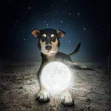 View samples of their pet pictures from past pet photo sessions to get pet my full name is marjorielee christianson, which fits me pretty well because it sounds creative but functionally, a bit awkward. How Photographers Have Elevated Pet Photography Into An Art Form