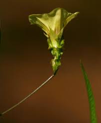 Image result for Xenostegia alatipes