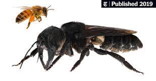 Cicada killers are solitary wasps. The World S Largest Bee Is Not Extinct The New York Times