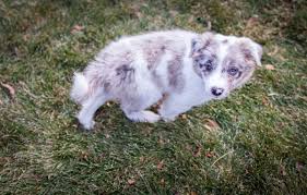 This name was borne by a native american woman who guided the explorers lewis and clark. 200 Best Native American Names For Female Dogs Pethelpful