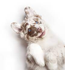 Ballantyne Modern Pet Salon