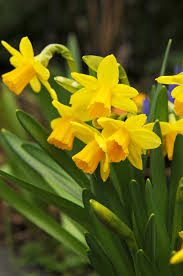 100 Dutch Grown Daffodil Bulbs Early S Buy Online In Brunei At Desertcart