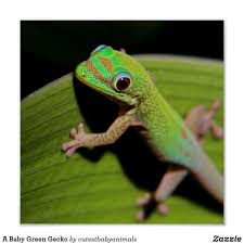 A Baby Green Gecko Poster Zazzle Com In 2020 Gecko Baby Animals Poster