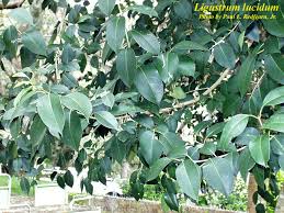 Image result for Ligustrum lucidum