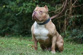 Pitbull Dog Muscular Training Pets Blog Pitbulls Pitbull Dog Big Dog Breeds