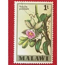 Image result for Vanilla polylepis