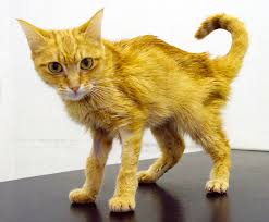 During chemotherapy the cat had a good quality of life. Chronic Kidney Renal Failure