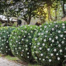 Gardenias have been popular shrubs in south carolina since the 18th century and have been grown by the chinese for over a thousand years. Pin On Greenery