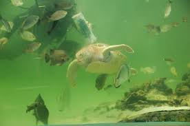 It is the capital of sabah where it houses the main transportation gateway for domestic and international flights through the kota kinabalu international airport. One Of The Best Places To Go To In Kk Green Connection Kota Kinabalu Traveller Reviews Tripadvisor