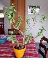 If you don't prune, its branches and leaves will grow wild. Pruning A Jade Plant