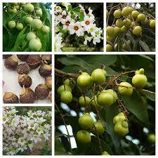 Organic sapindus mukorossi seeds soap nuts soapberry tree seeds, bonsai  plants 6 pcs|bonsai growing|seed planterbonsai supplies - AliExpress
