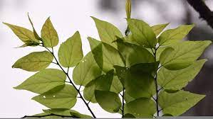 And the tree usually grows greenish flowers around the month. Hackberry One Tough Tree Arbor Day Blog
