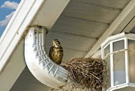 The Problems Birds Can Cause Clogged Gutters Roof Damage More