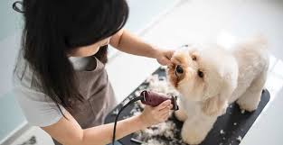 You can always come back for pet grooming near me discount because we update all the. How To Become A Dog Groomer Your Complete Guide The Dog People By Rover Com