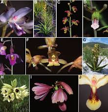 Image result for Eulophia hereroensis