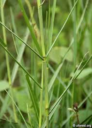 Image result for Panicum repens