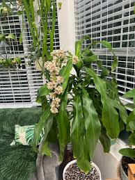 Image result for Dracaena fragrans
