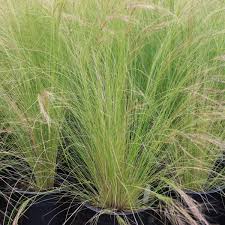 Image result for Stipa