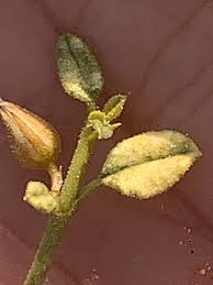 Image result for Limeum