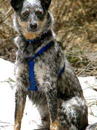 Hiking With Our Blue Heeler Border Collie Mix Farm Dogs Dog Friends Hiking Dogs