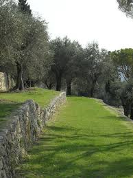 Typical Terraced Olive Grove Provence Garden Garden Inspiration Mediterranean Garden